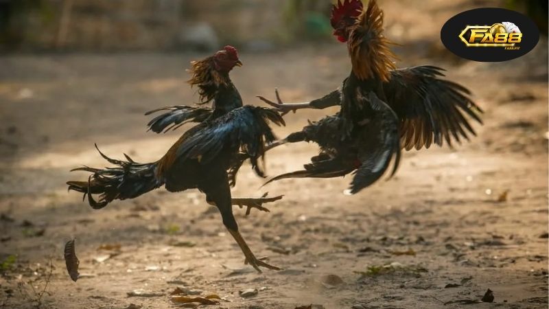 Xem Đá Gà Thomo FA88 – Trận Đấu Sôi Động, Giải Trí Hấp Dẫn 8 Bản chất và giá trị của đá gà