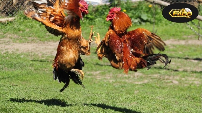 Đá Gà Cựa Dao Online - Trải Nghiệm Đấu Trường Thực Tế Cực Cháy 7 Đá Gà Cựa Dao, lịch sử và khái niệm