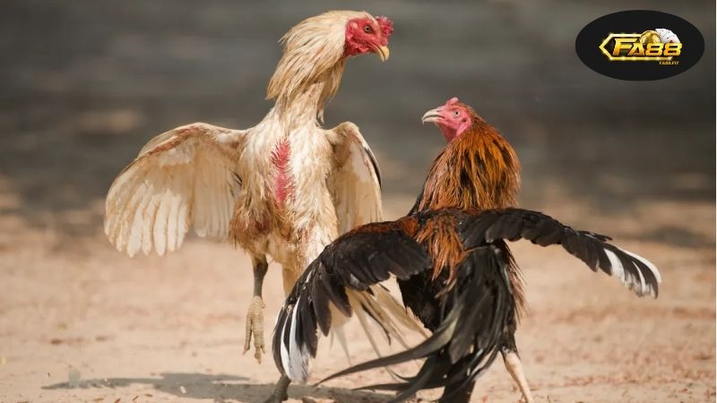 Link xem đá gà FA88 miễn phí – Trực tiếp nhanh chóng, an toàn 4 Giới thiệu một cách tổng quan về đá gà