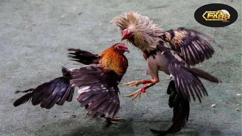 Lịch sử và phát triển của thể thao đá gà